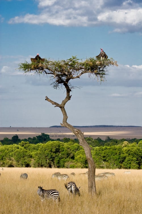 Savannenlandschaft - Afrika-Reisen