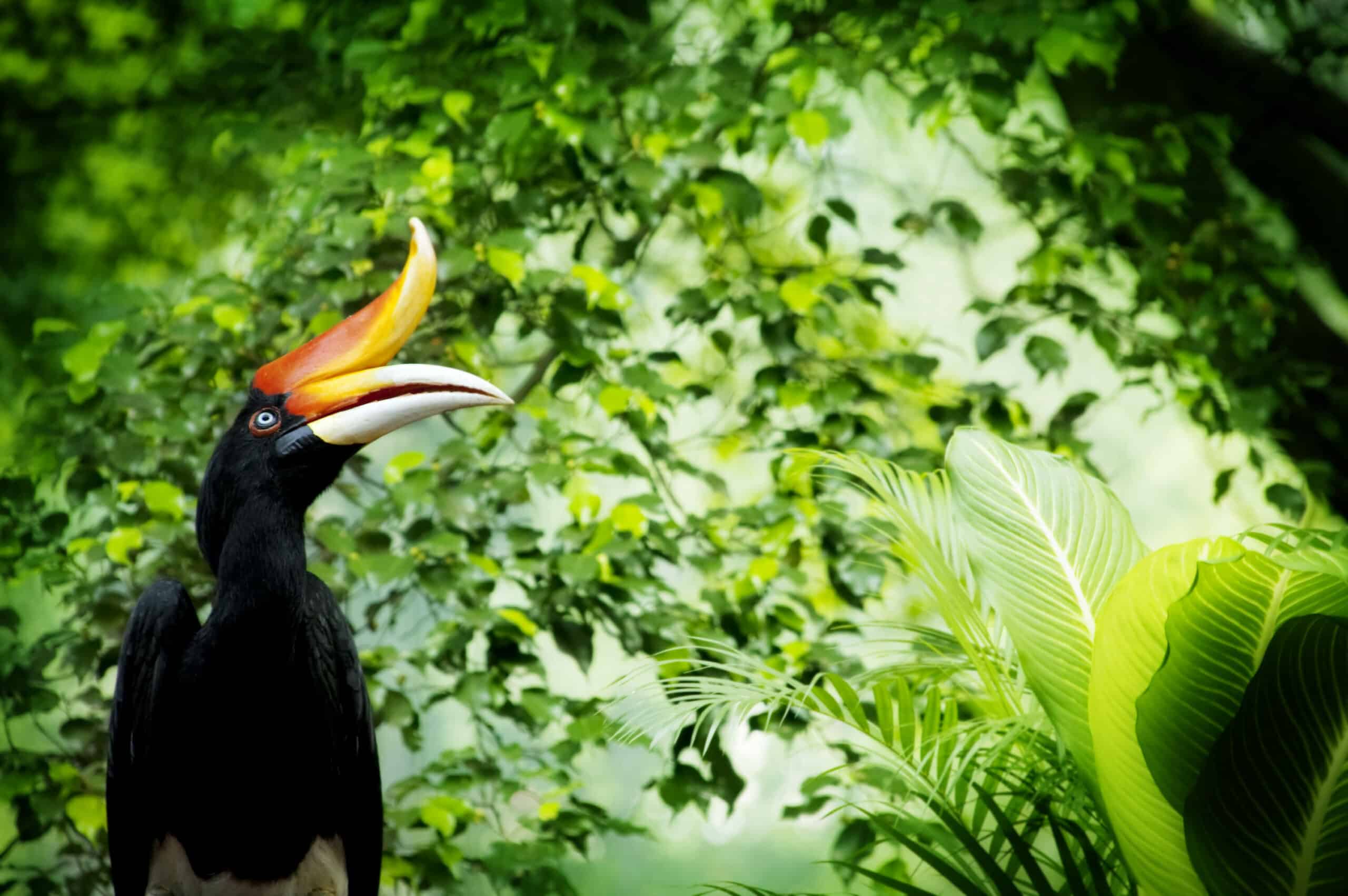 Nashornvogel im tropischen Regenwald von Borneo