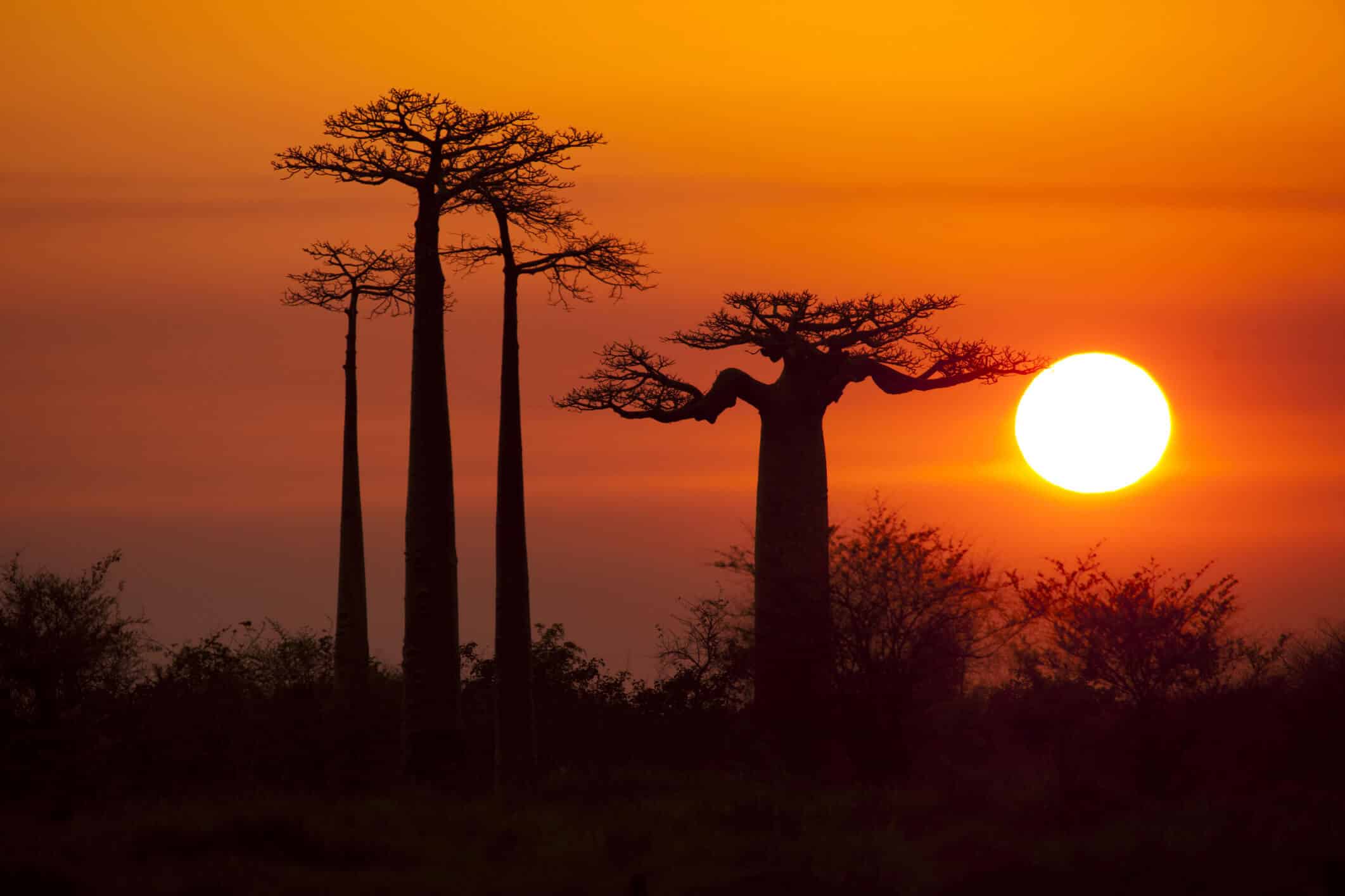 Baobab Baum - Madagaskar Sonnenuntergang