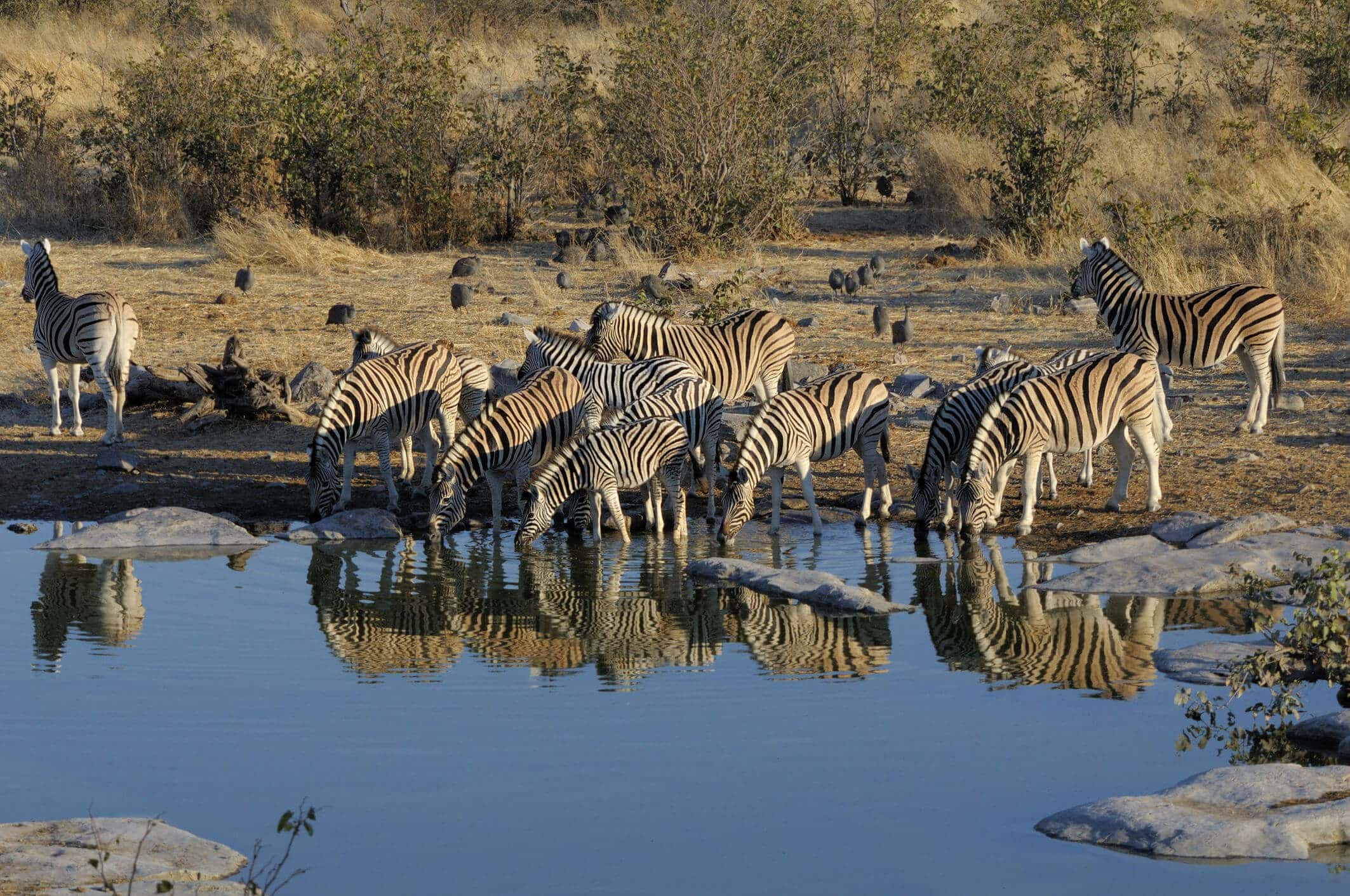 Namibia Safaris – Etosha Nationalpark und seine Camps