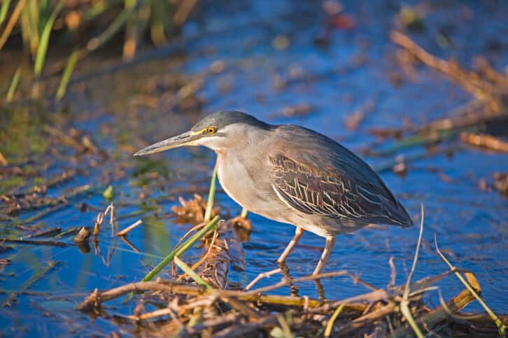 Südafrika Gruppenreise - Wasservogel am See