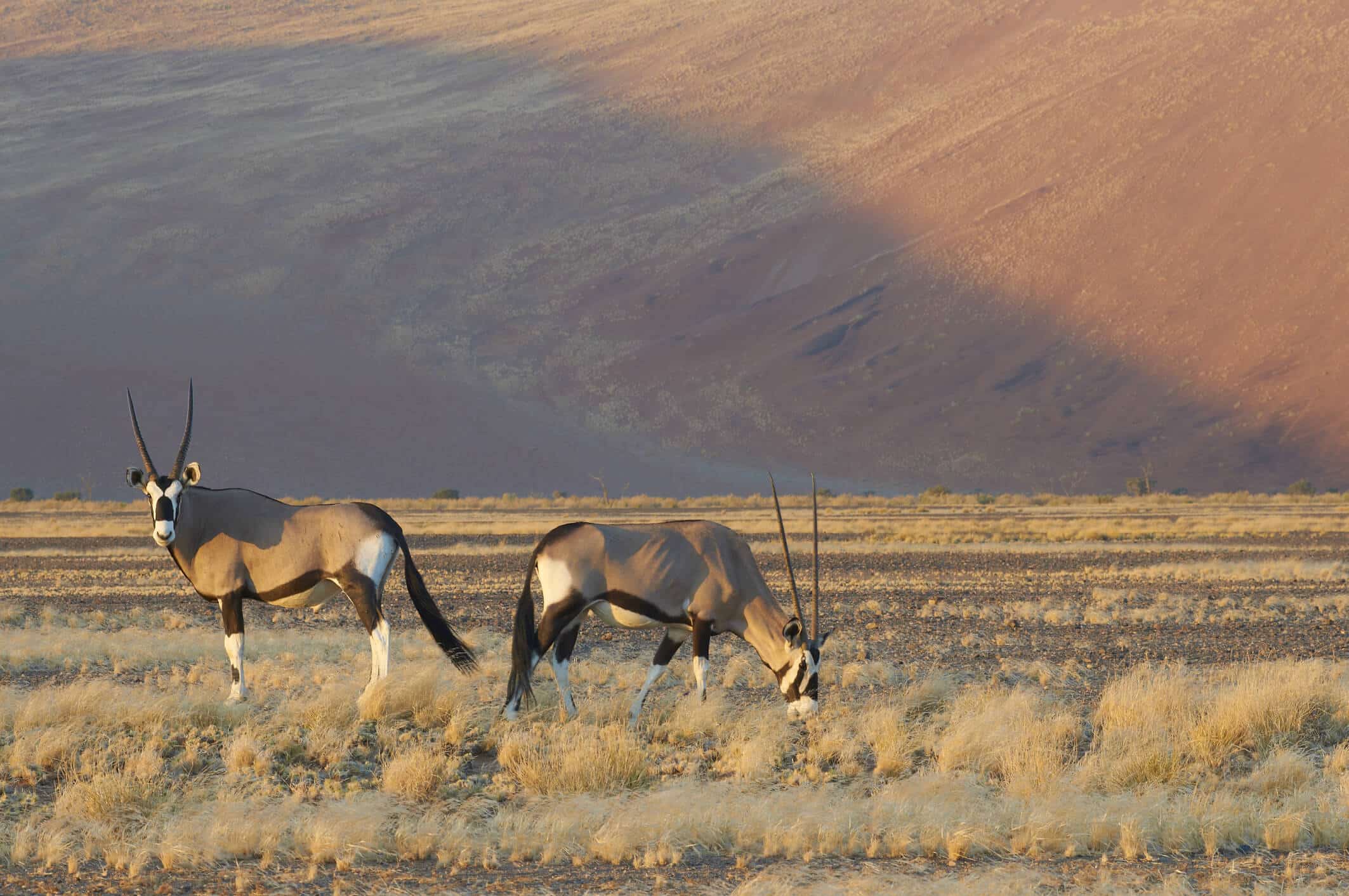 Namibia Gruppenreise - Oryx-Antilopen