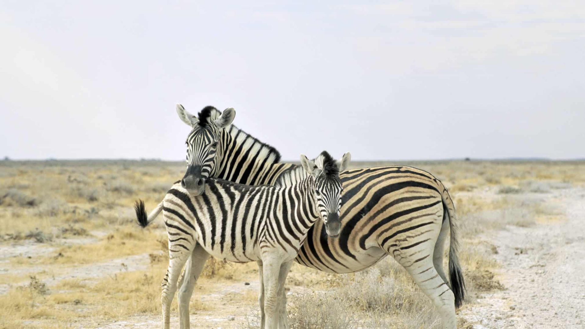 Namibia mit Kindern – Safari und Selbstfahrerreise als Familie
