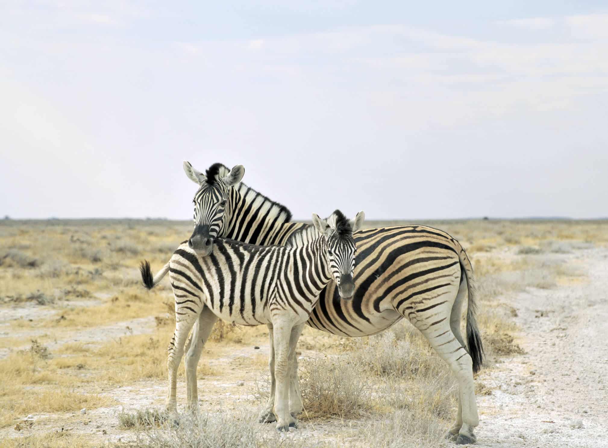 Namibia mit Kindern – Safari und Selbstfahrerreise als Familie