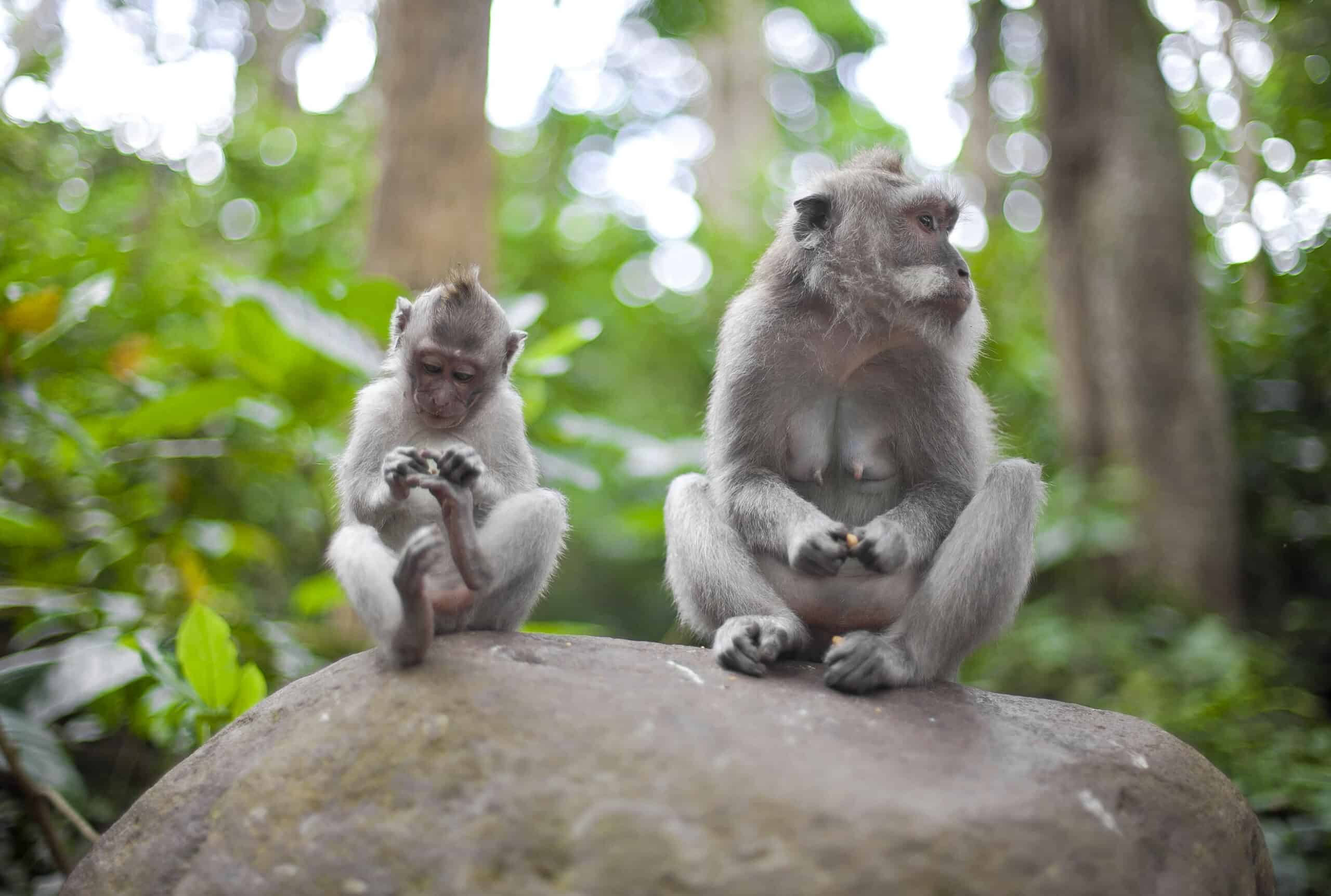 Sehenswürdigkeiten in Ubud – Was man auf Bali nicht verpassen sollte