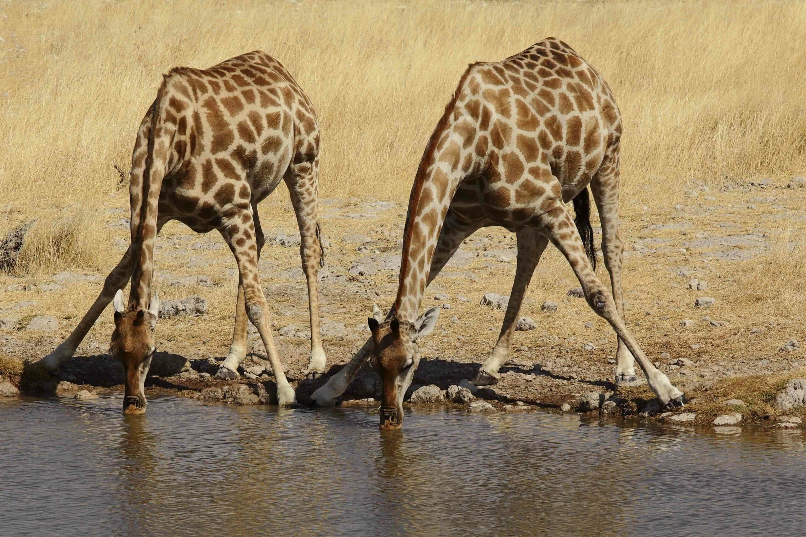 Etosha Nationalpark in Namibia mit neuen Wasserstellen ausgestattet