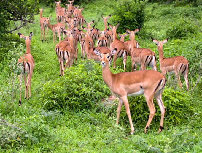 Ruaha-Nationalpark - Safari