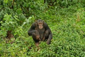 Gorilla Safari - Nyunwe Nationalpark -Ruanda