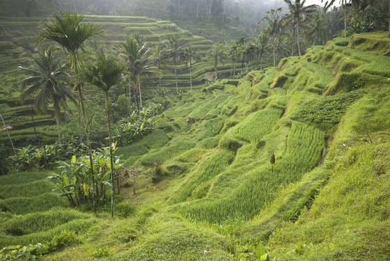Ubud