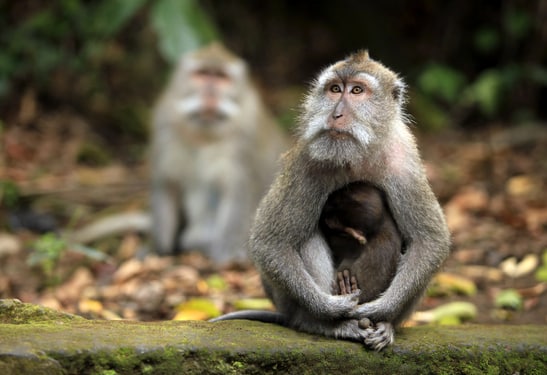Monkey Forest Ubud