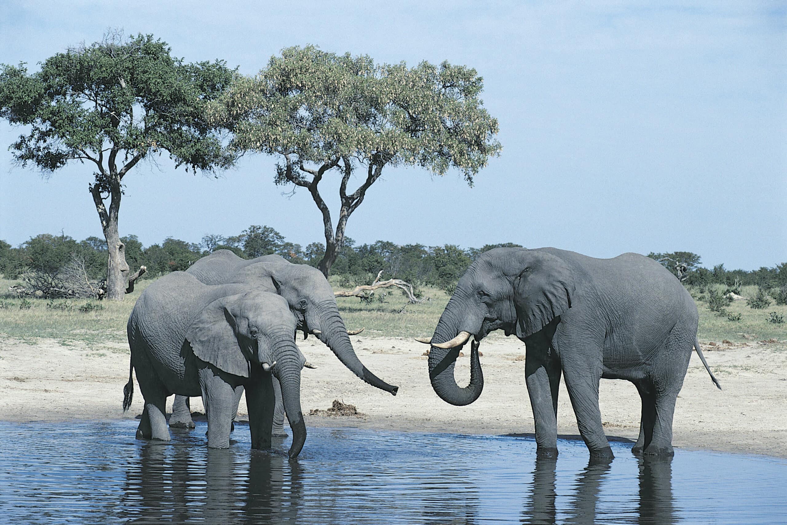 Chobe Nationalpark - Botswana
