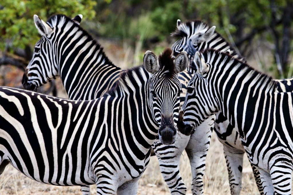 Krüger Nationalpark - Safari