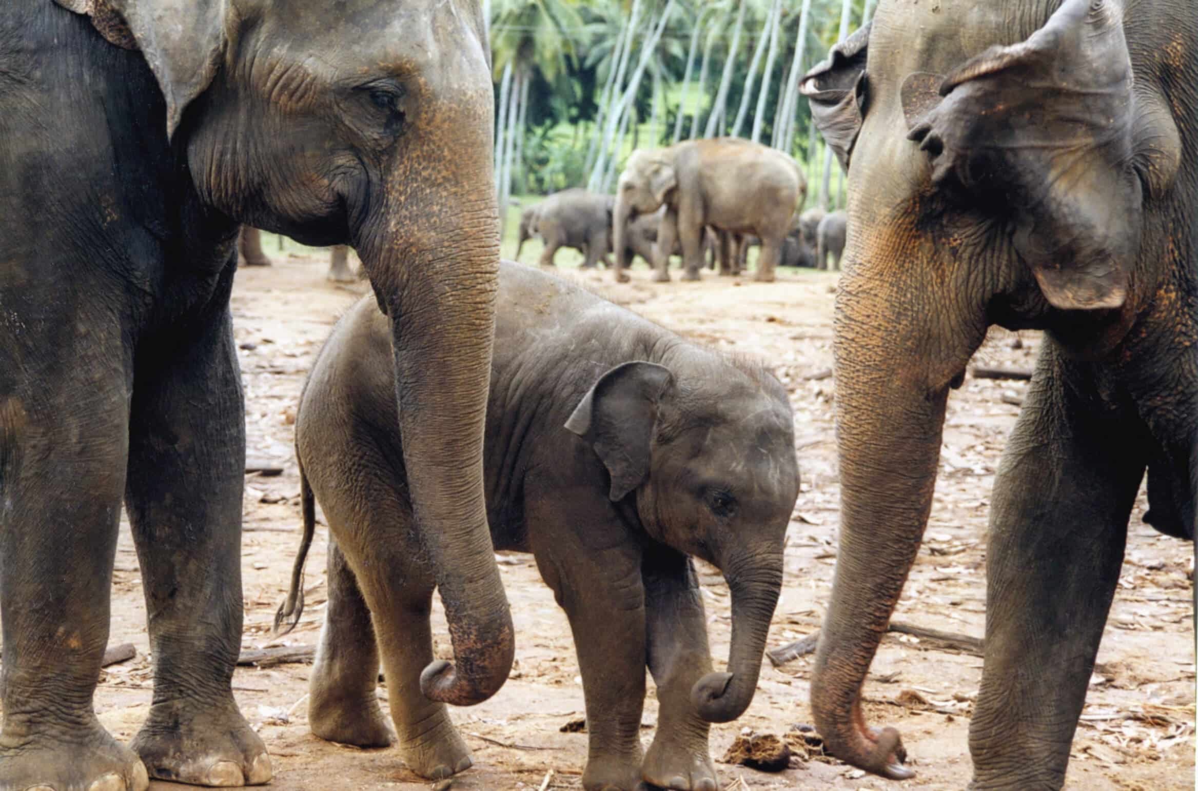 Elefantenwaisenhaus - Sri Lanka - Pinawela