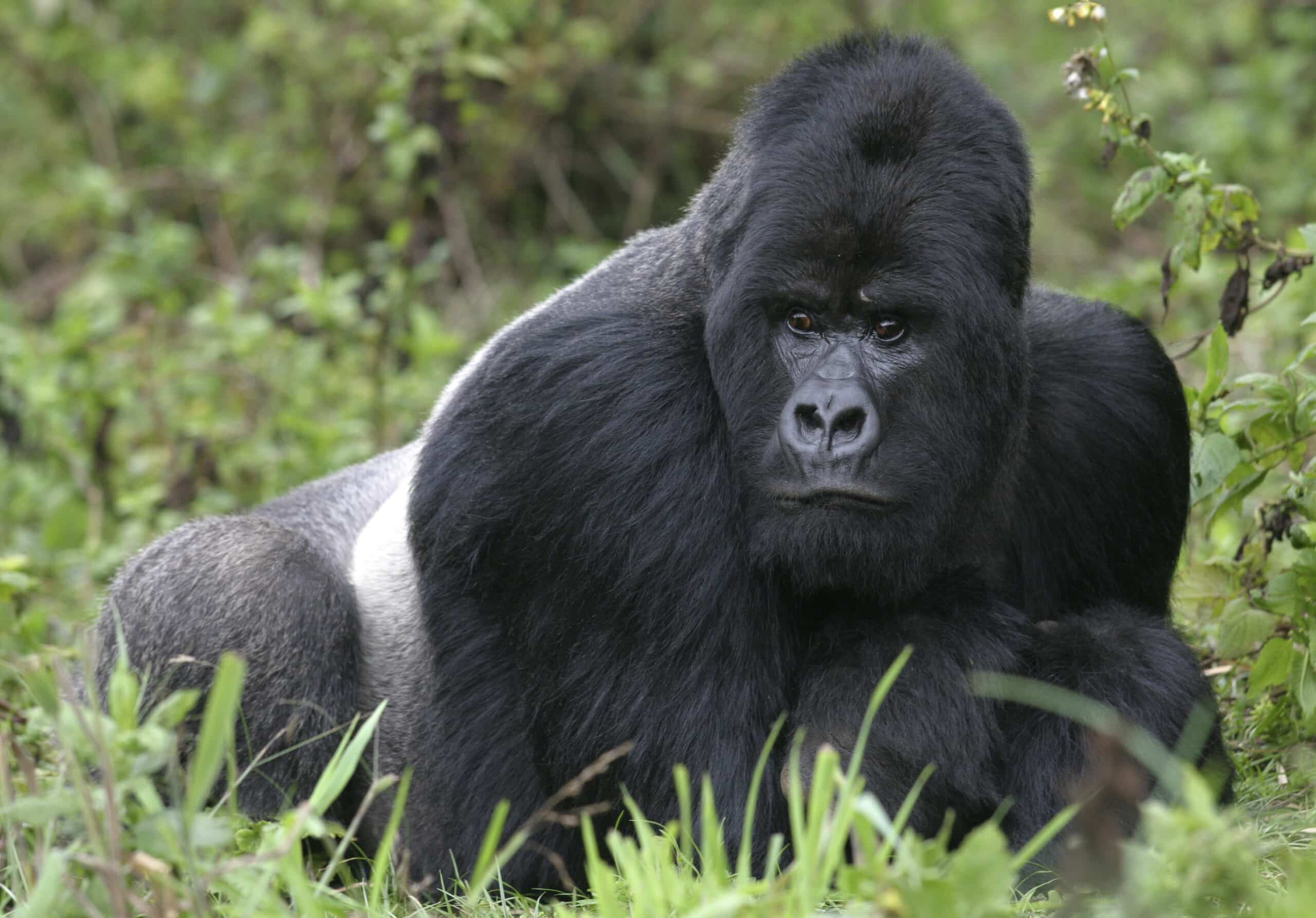 Gorilla-Trekking im grünen Bergregenwald Ugandas