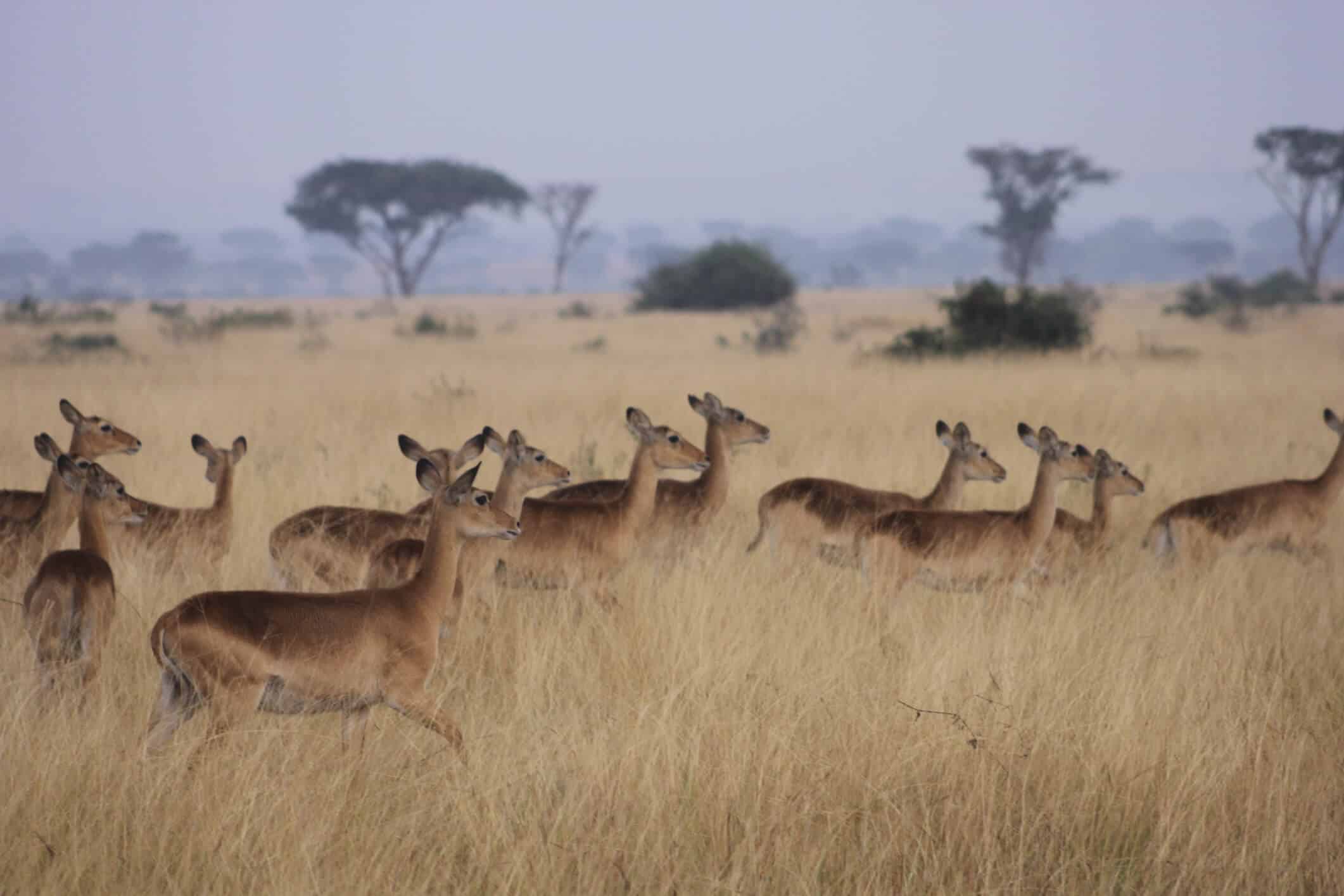 Reiseziel Uganda - Reisen in Uganda-Afrika