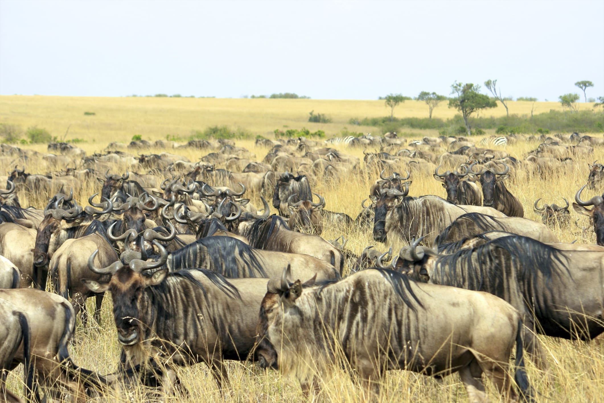 Tarangire Nationalpark - Reisebericht Tansania