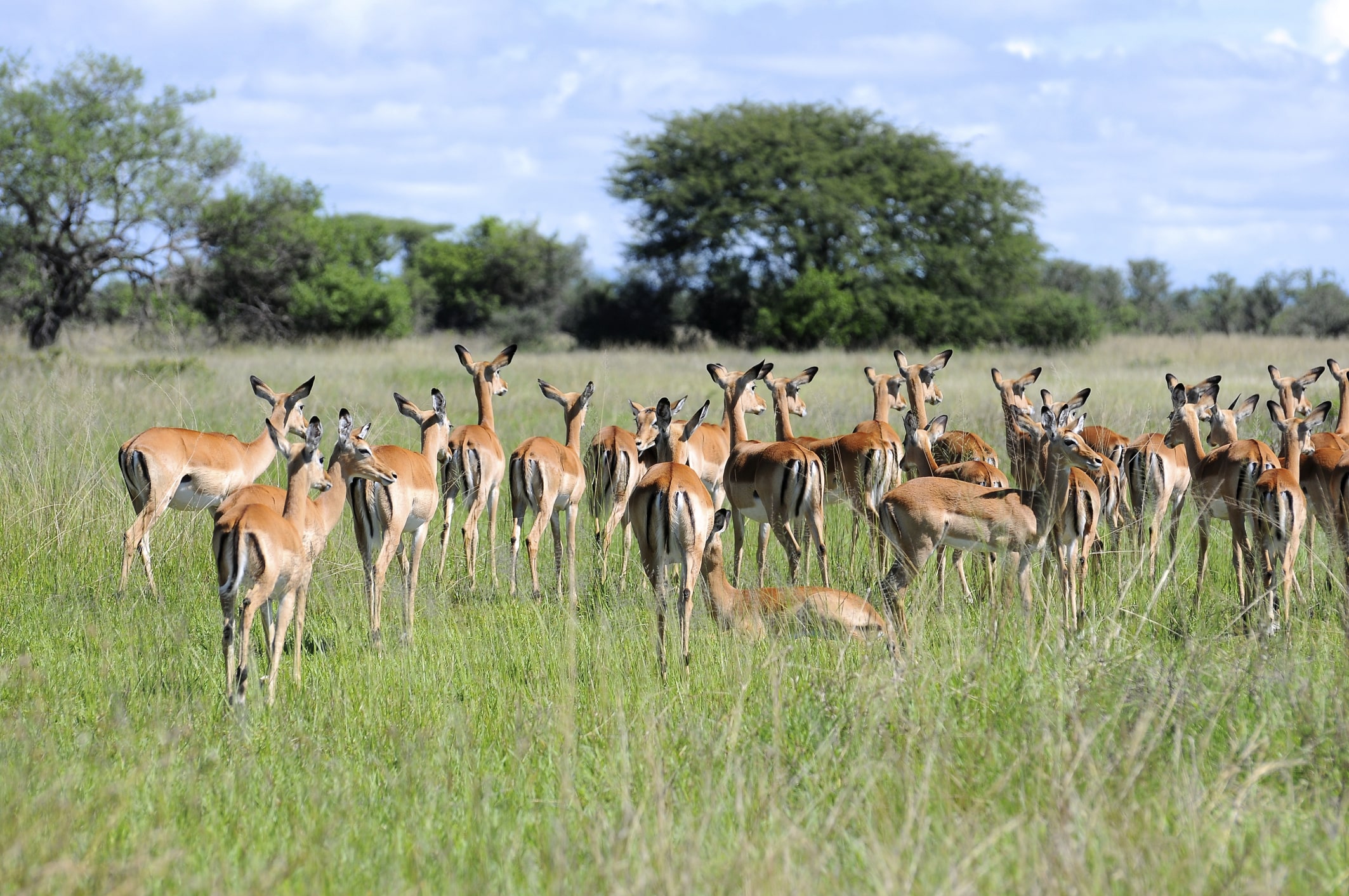 Tansania Reisebericht - Safari - Thomson Gazellen
