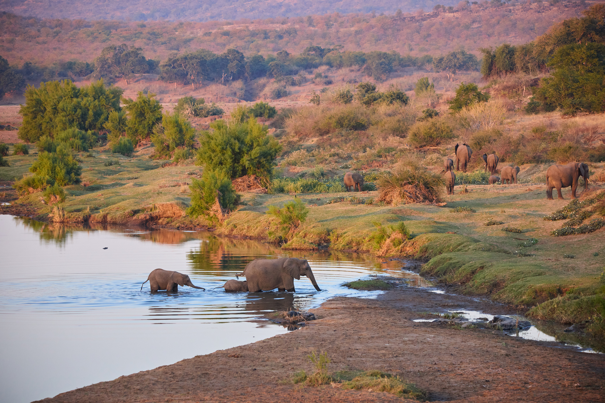 Elefanten an einem Fluss im Kruger-Nationalpark bei Sonnenuntergang