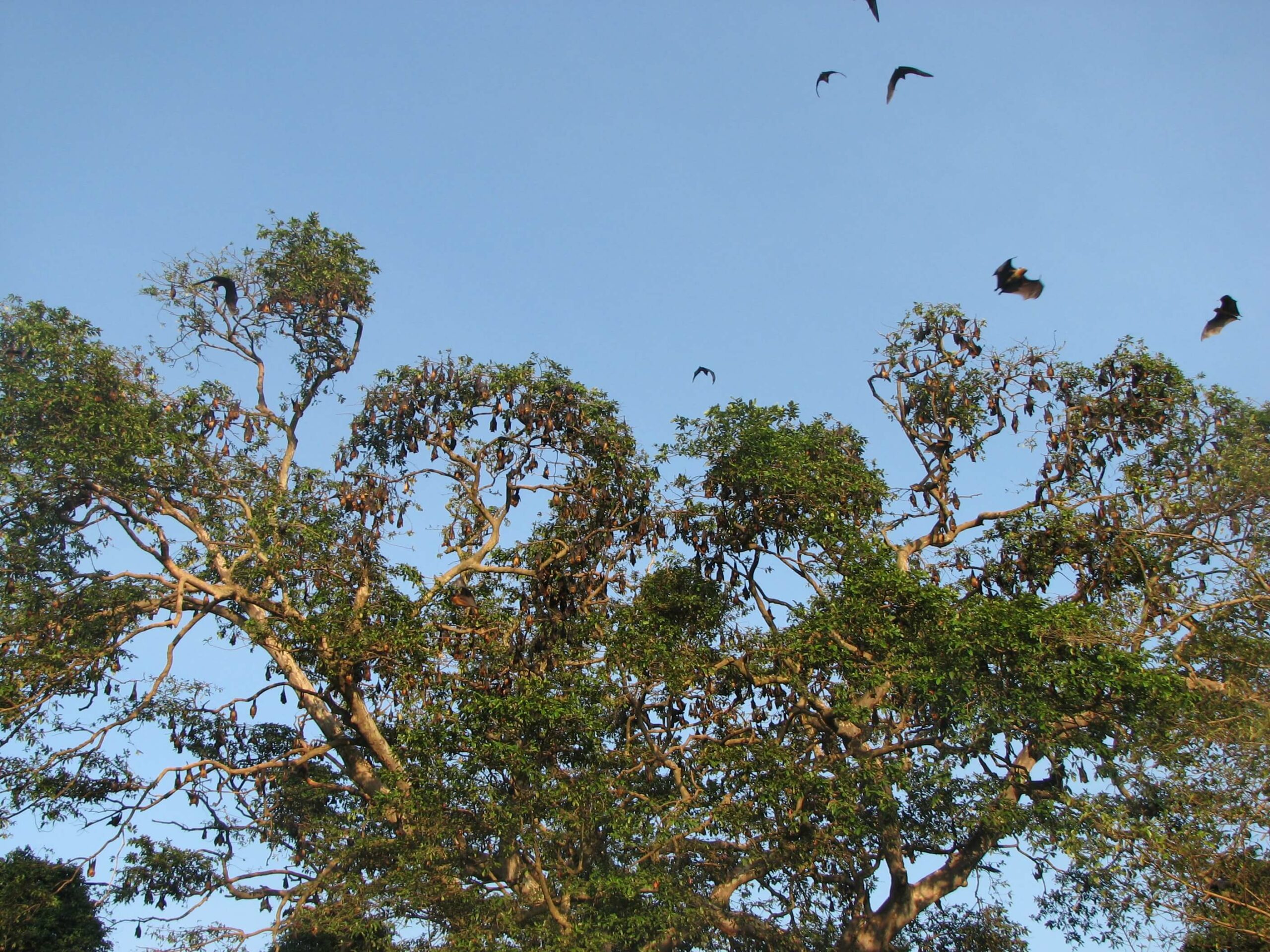 Sri Lanka - Flughunde