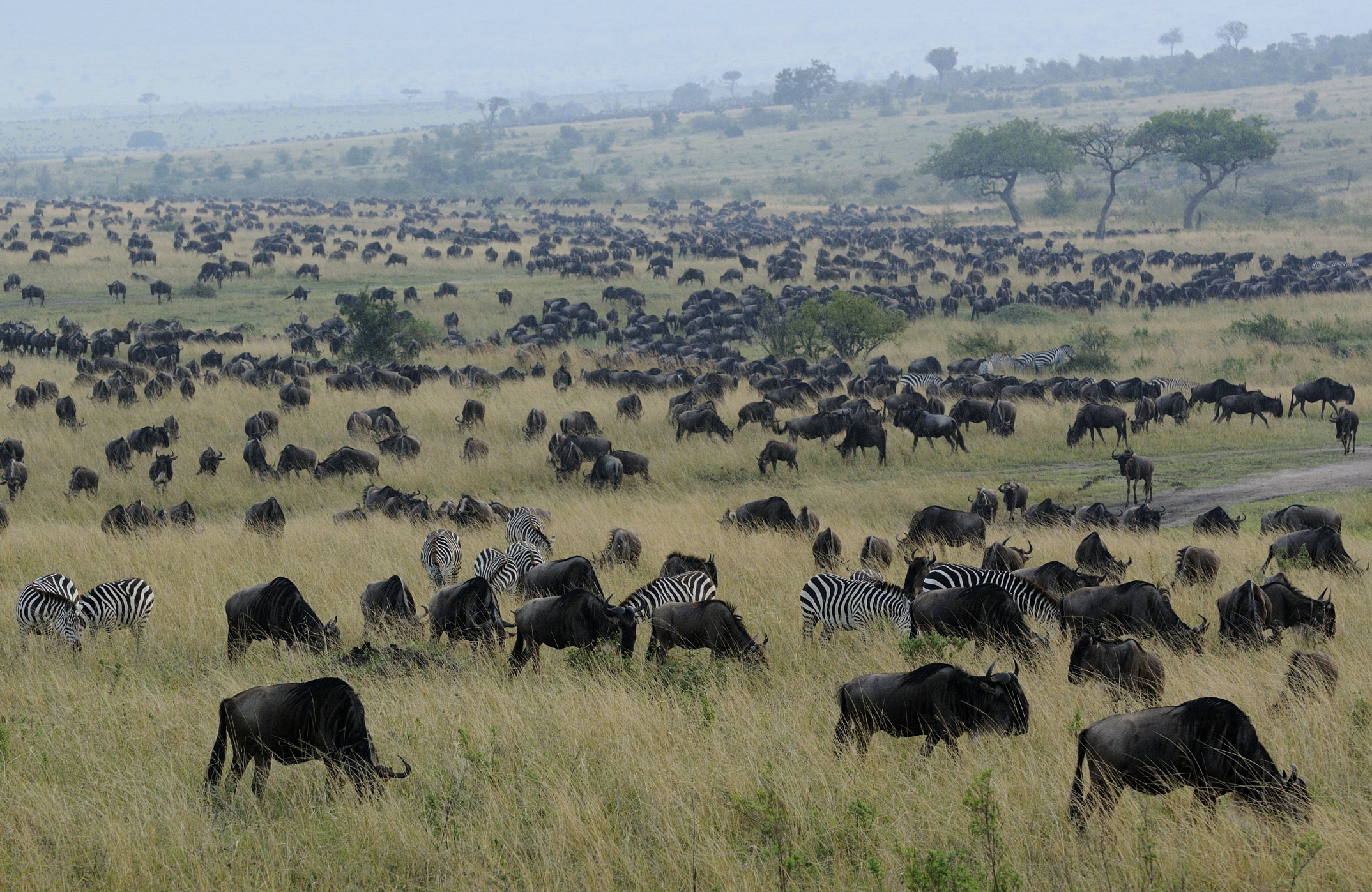 Masai Mara - Tierwanderung der Gnus in Kenia