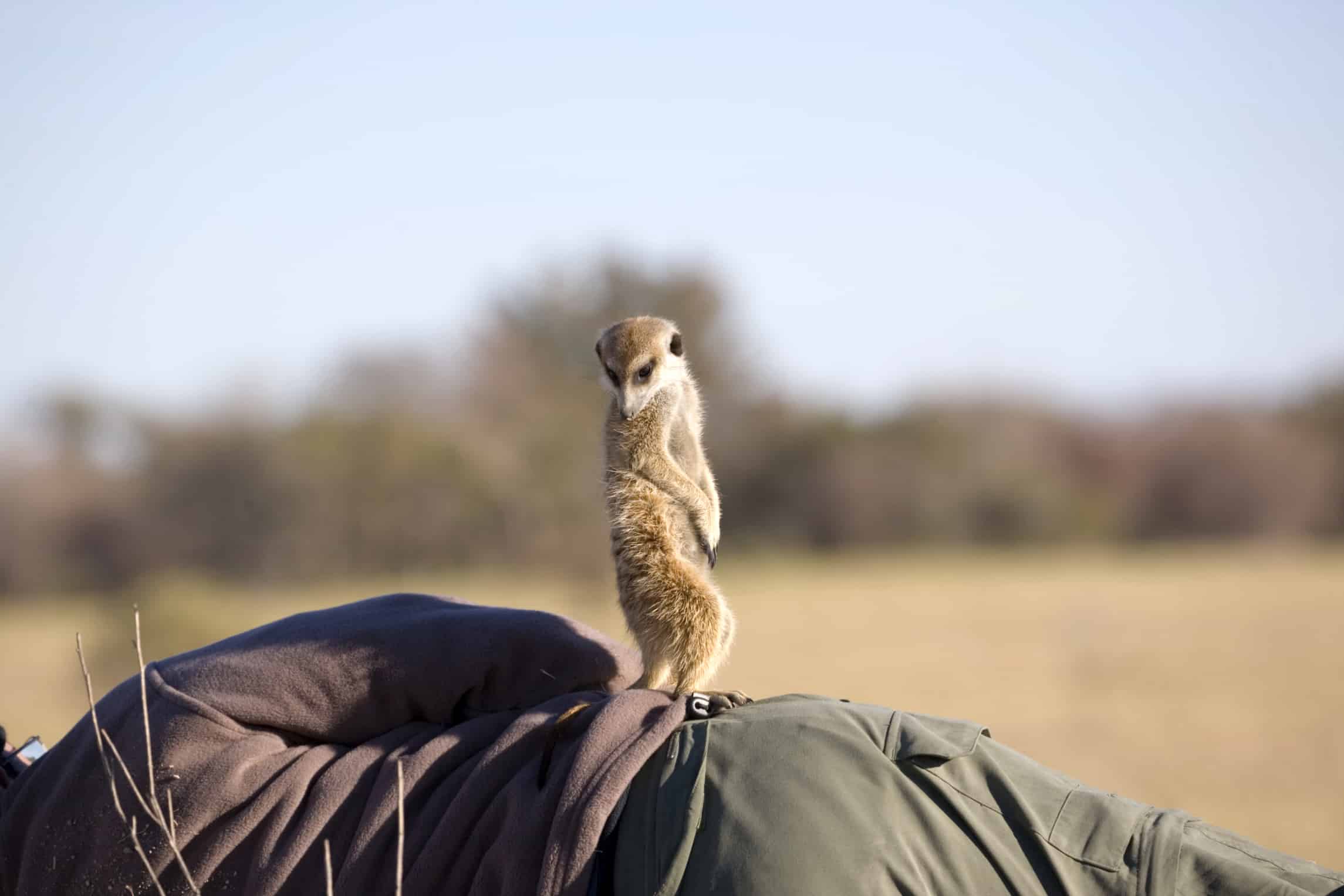Reisender in funktionaler Safari-Kleidung mit Erdmännchen in Südafrika