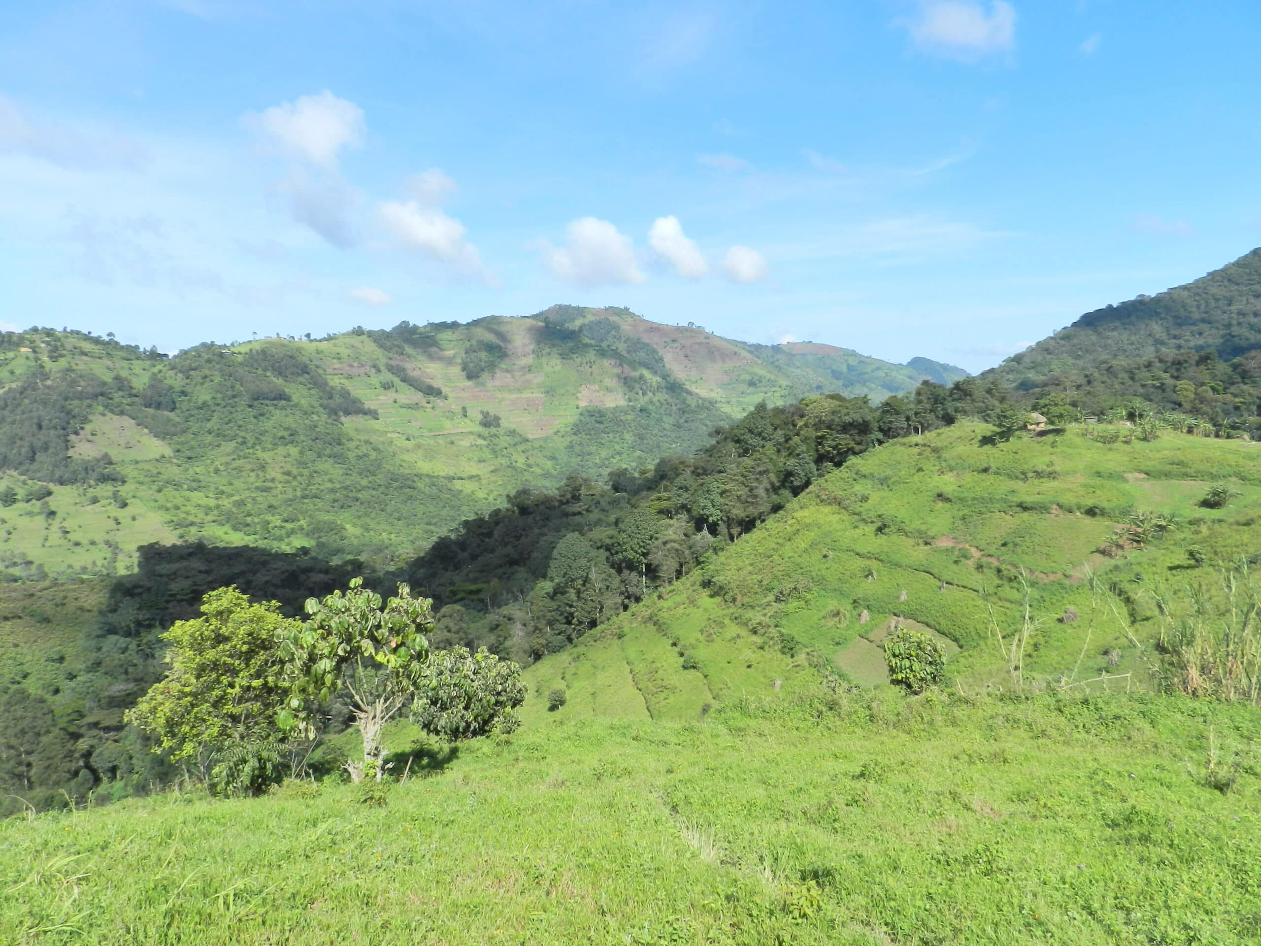 Bwindi Nationalpark - Uganda