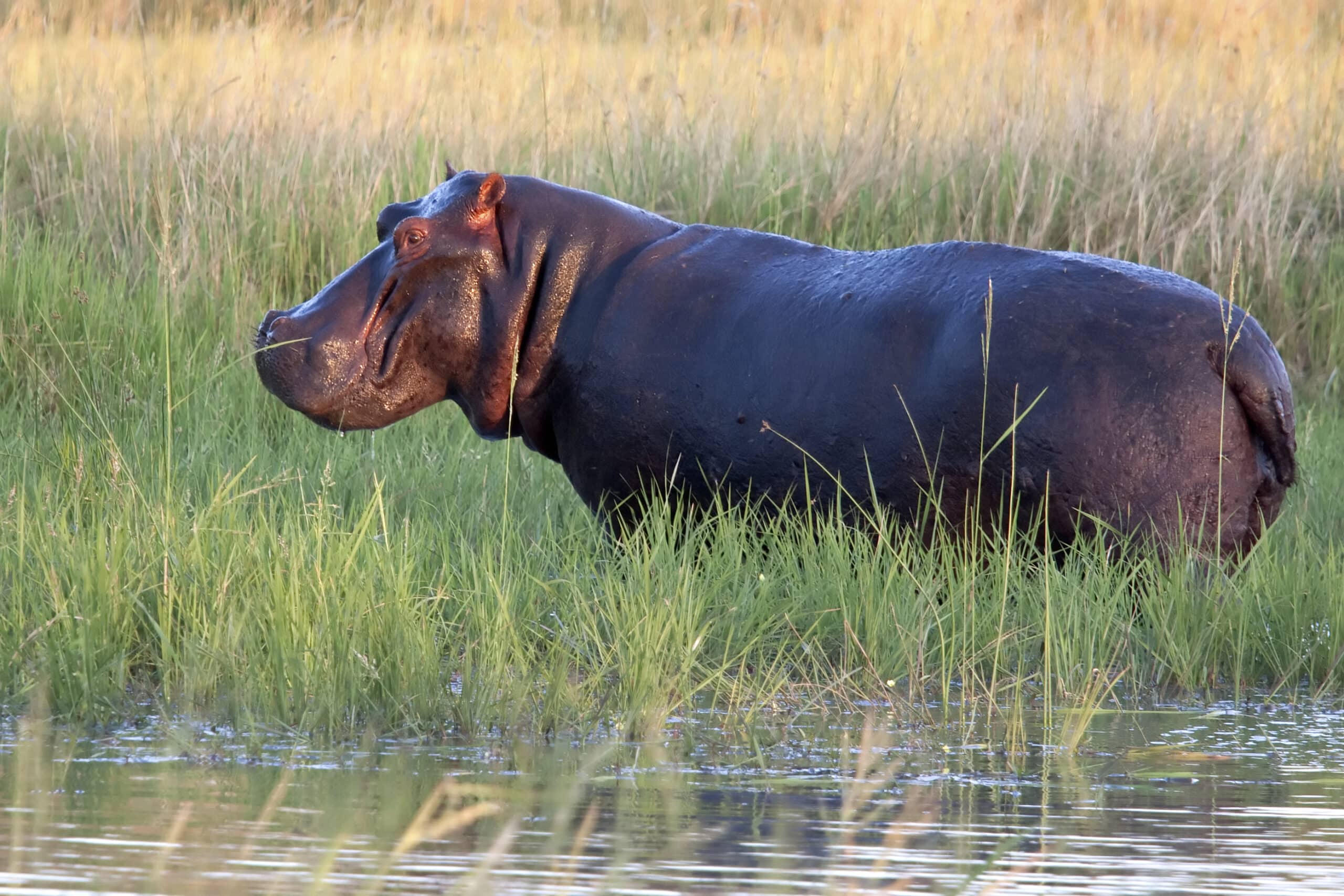 Simbabwe Gruppenreise - Sambesi - Nilpferd