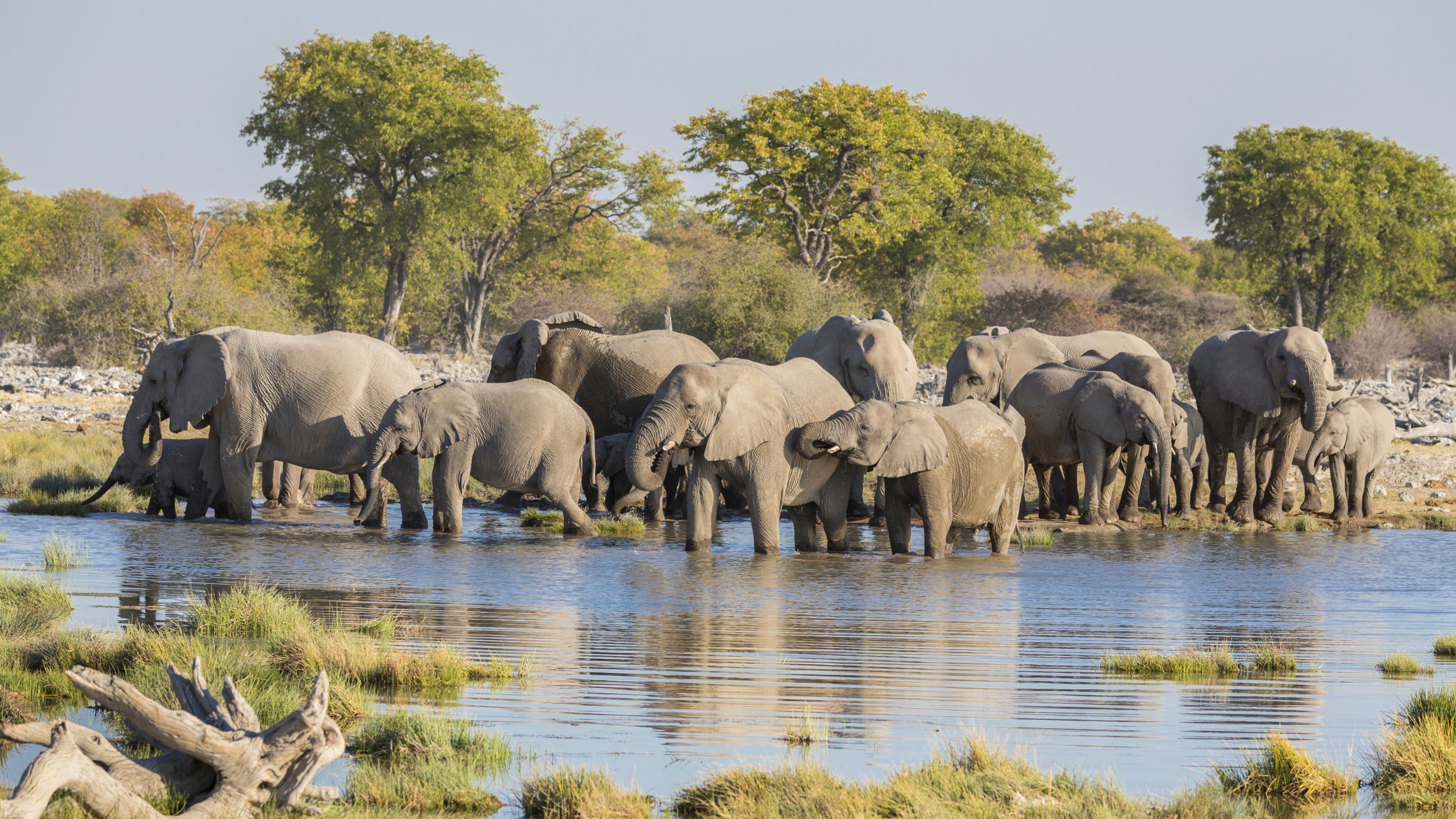 Elefanten Etosha Nationalpark - Namibia Reise
