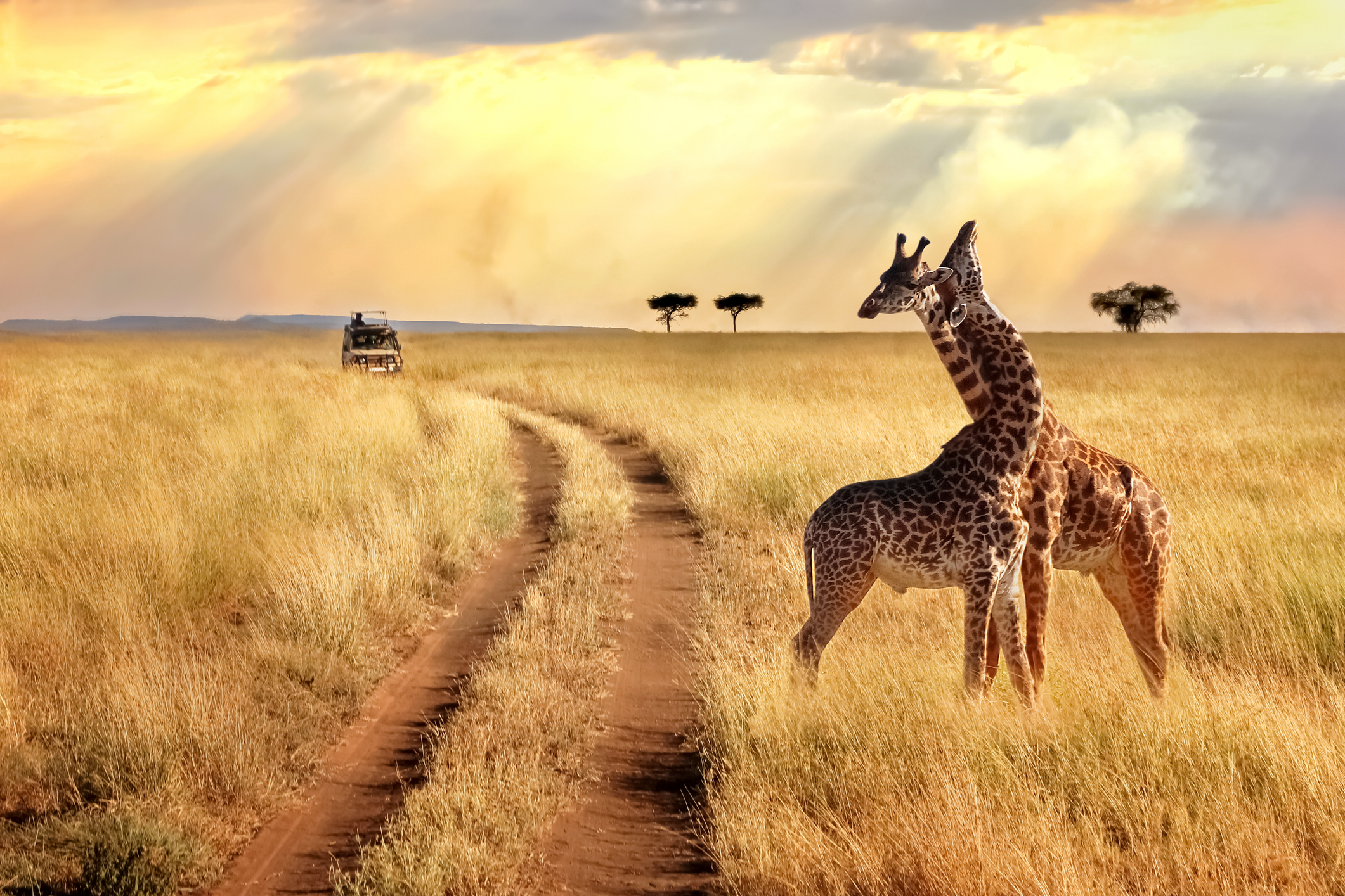 Giraffengruppe im Serengeti-Nationalpark vor Sonnenuntergang mit Sonnenstrahlen. Afrikanische Safari.