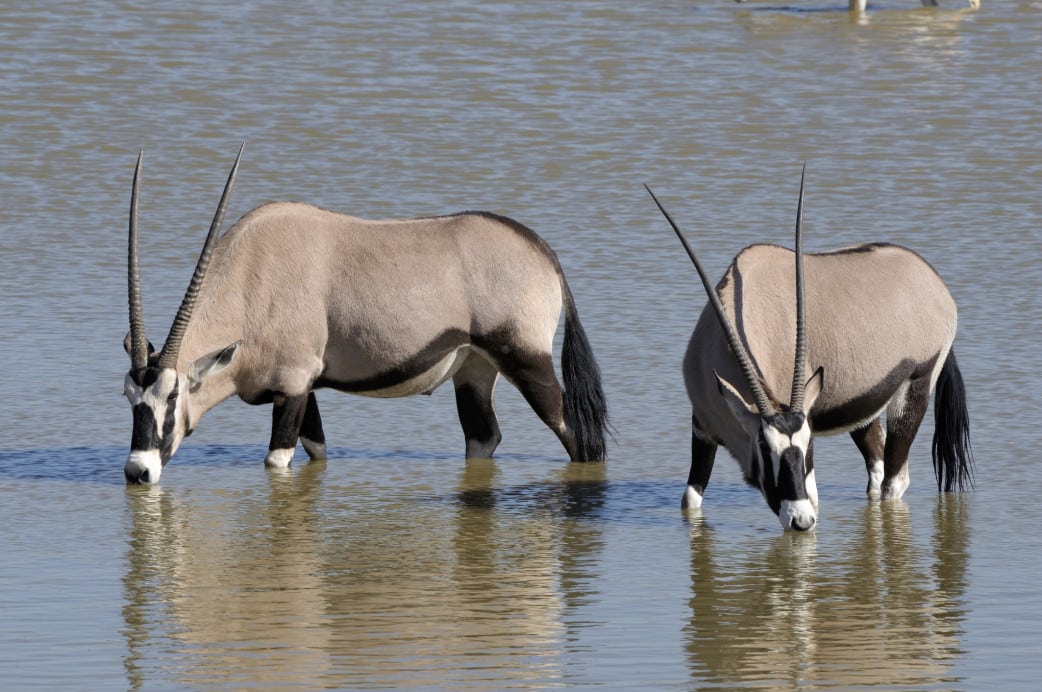 Etosha - Oryx - Namibia Reise