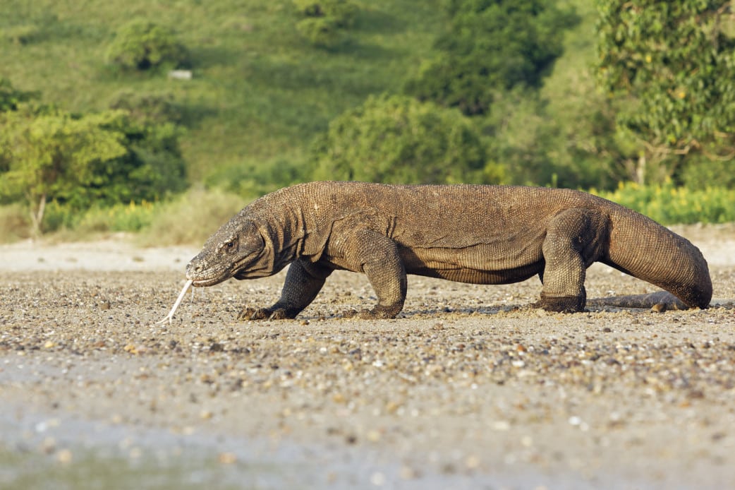Komodowaran - Indonesien Reise