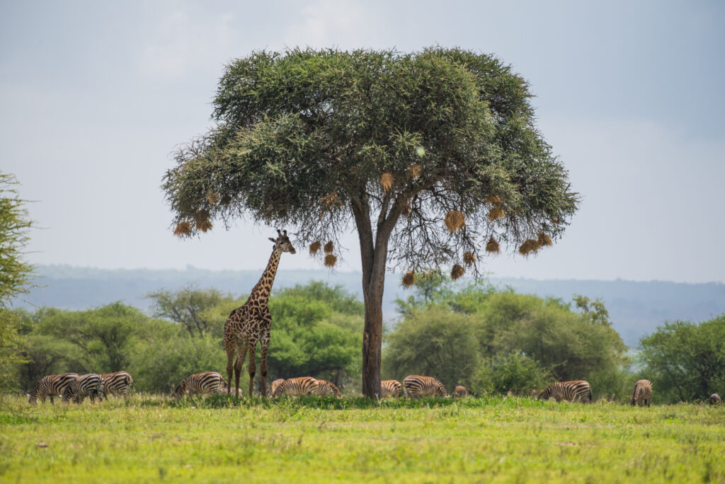 Giraffe unter dem Baum