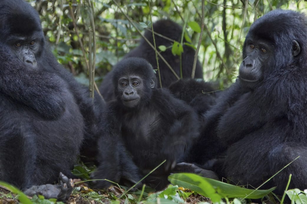 Berggorilla beim Gorilla Trekking in Ruanda
