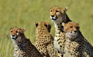 Individualreisen Kenia - Safari