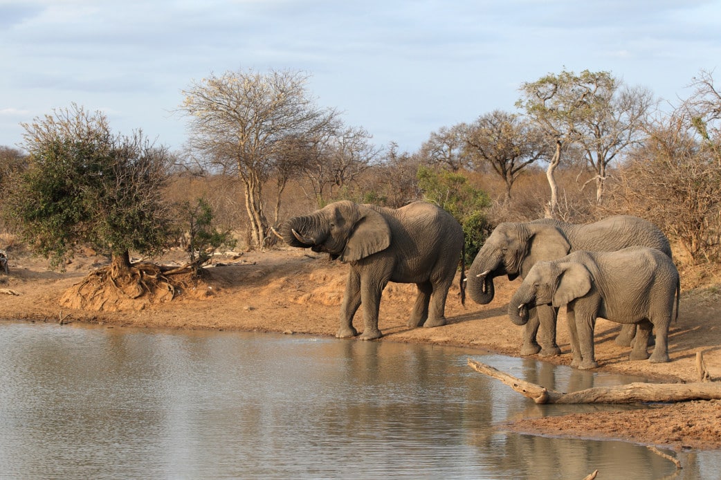 Südafrika-Safaribericht - Krüger Nationalpark