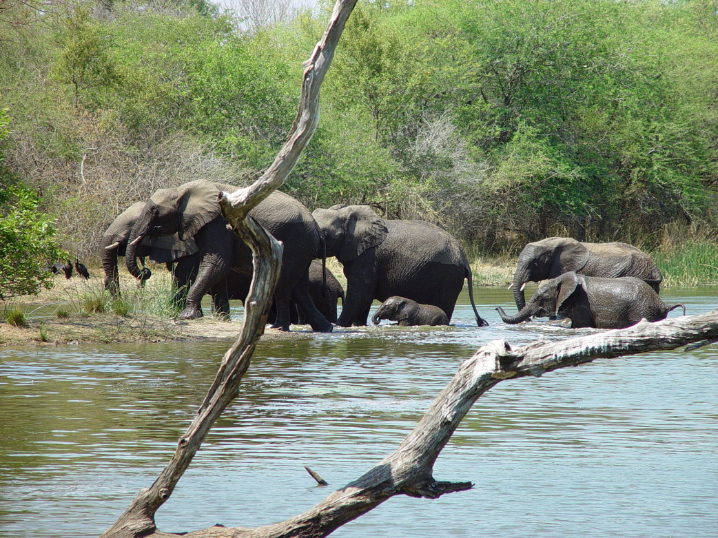 Elefanten während einer Safari im Krüger Nationalpark