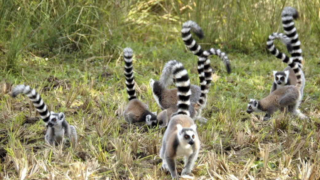 Madagaskar Rundreisen - Lemuren