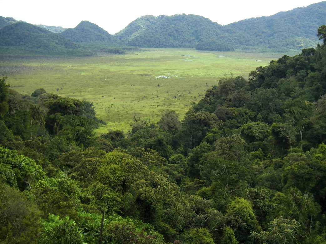 Ruanda Reisen zum Nyungwe Forest