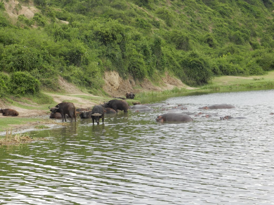 Büffel und Hippos - Uganda Reise