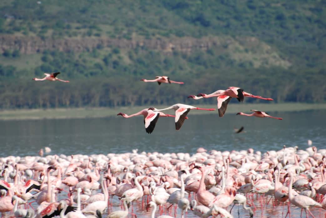 Flamingos am Lake Nakuru in Kenia