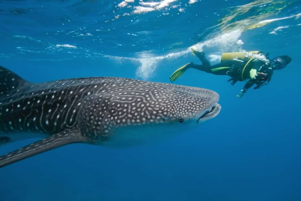 Tauchen mit Walhaien in Kenia - Afrika