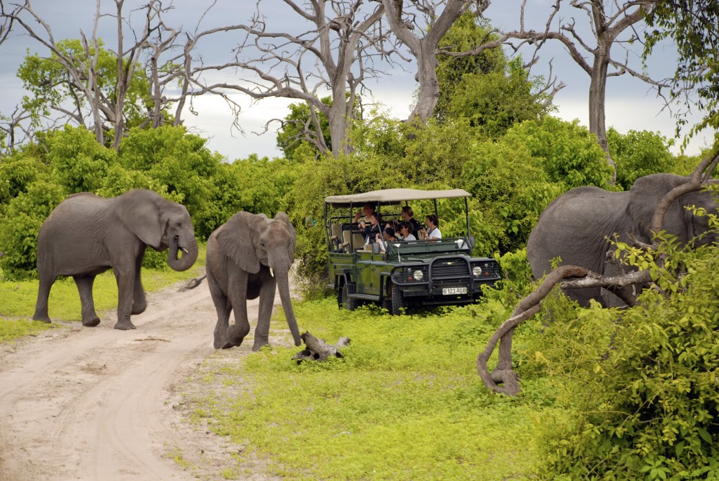 Safari-Reisen in Botswana