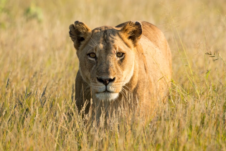 Südafrika - Reisen - Löwe