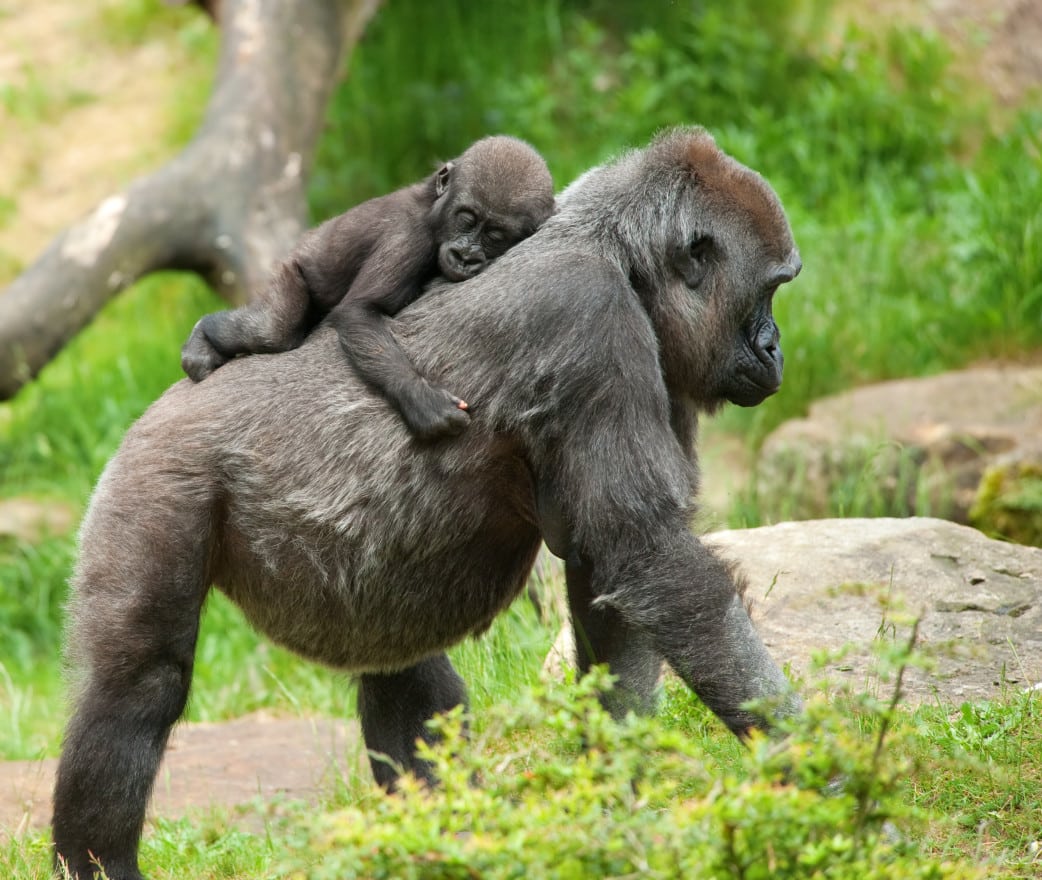 Ruanda News- Gorilla Tourismus-natuerlich.reisen