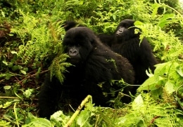 Berggorillas im Volcanoes National Park in Ruanda