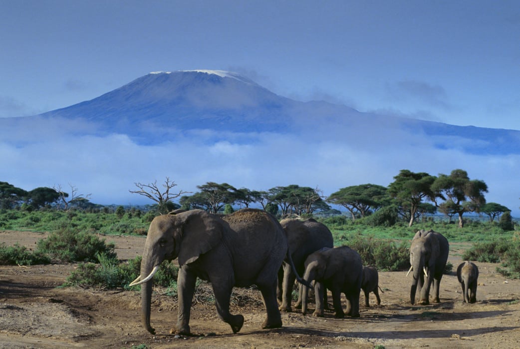 Elefanten im Amboseli Nationalpark