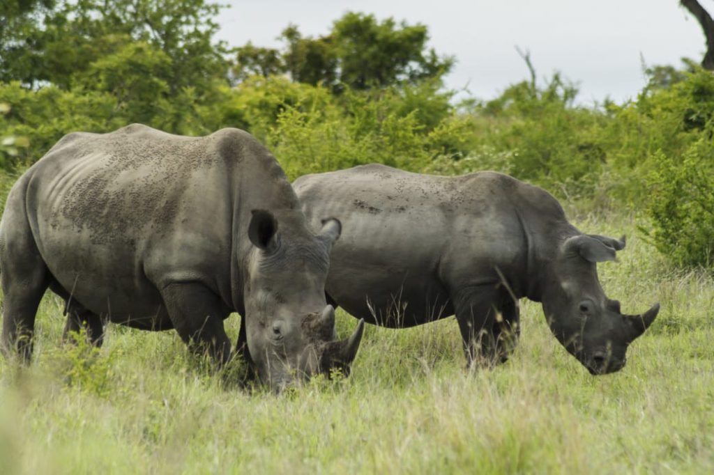 Südafrika-Krüger Nationalpark