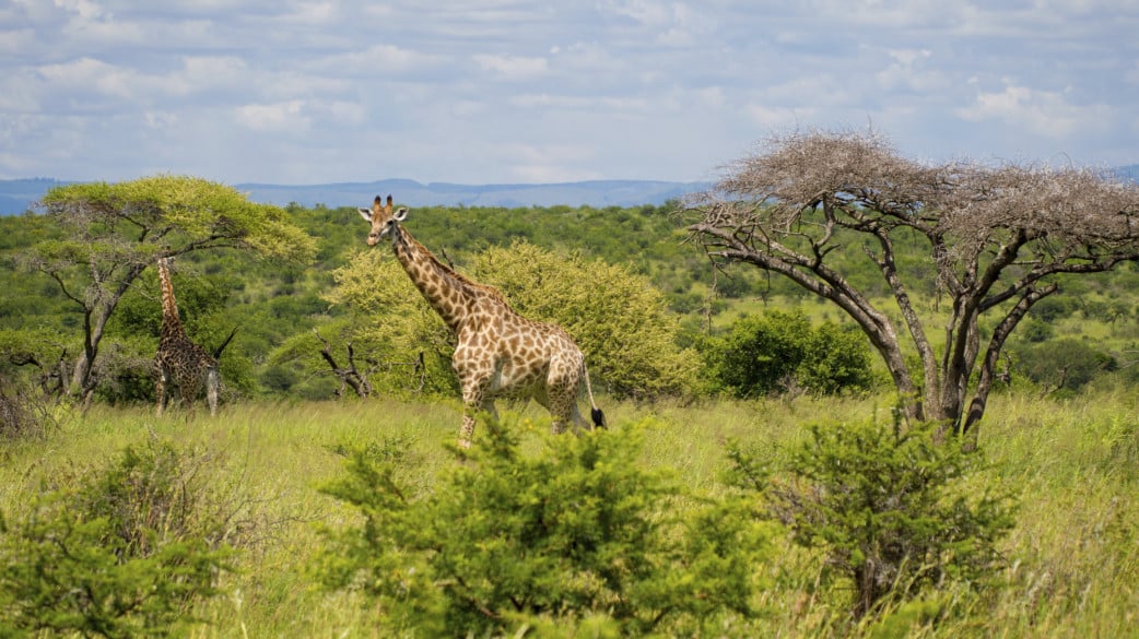 Giraffe im Krüger Nationalpark