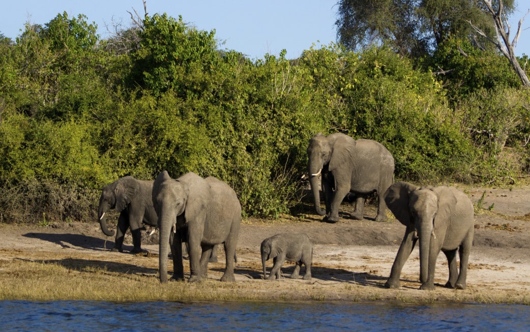 Botswana - Reisen - Volkszählung
