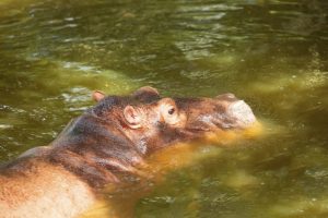 Botswana - Reisen - Okavango Delta